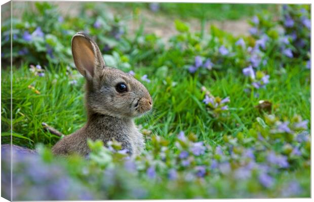 Rabbit in Meadow in Spring Canvas Print by Arterra 