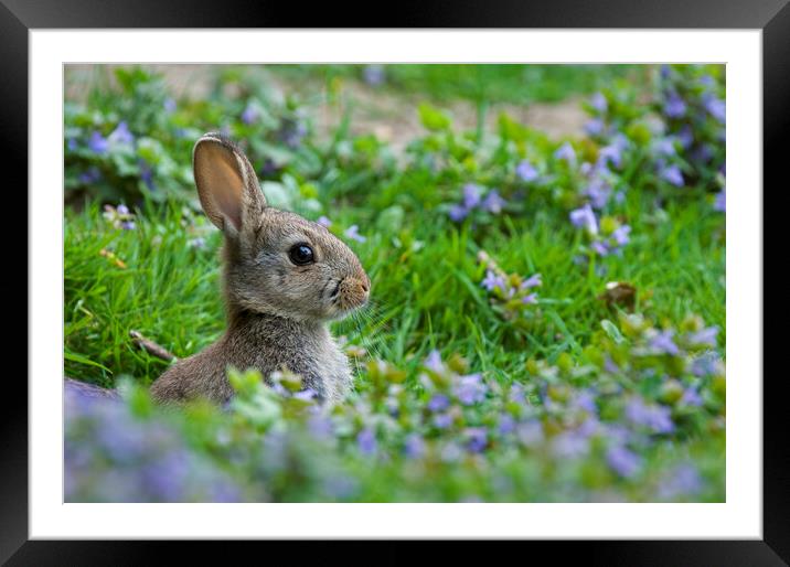 Rabbit in Meadow in Spring Framed Mounted Print by Arterra 