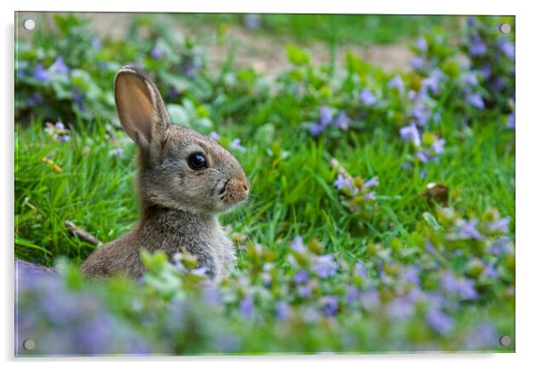 Rabbit in Meadow in Spring Acrylic by Arterra 
