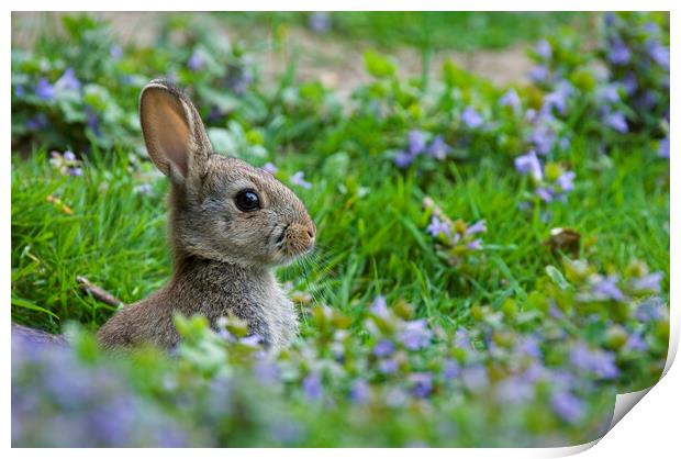 Rabbit in Meadow in Spring Print by Arterra 