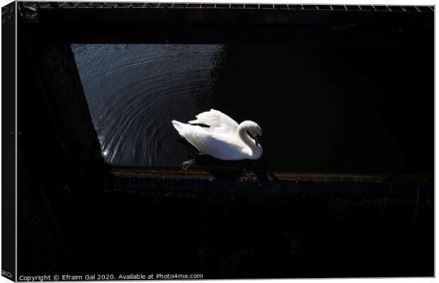 Lonely swan Canvas Print by Efraim Gal