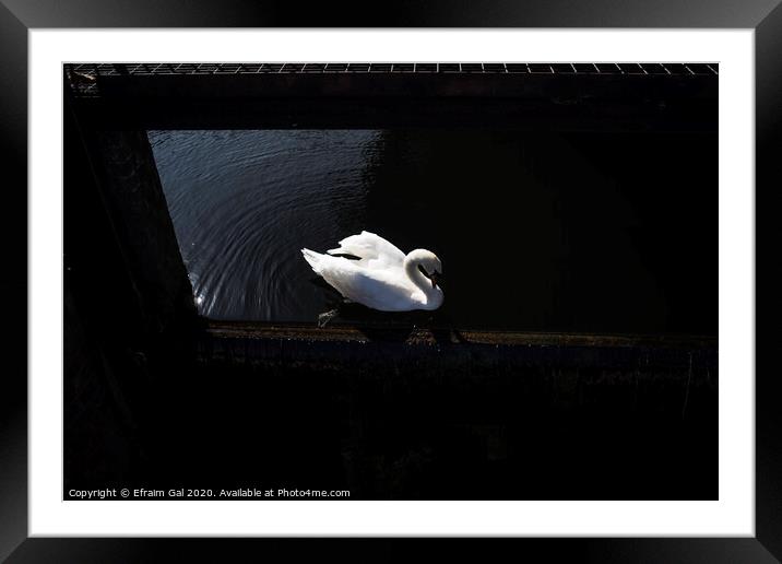 Lonely swan Framed Mounted Print by Efraim Gal