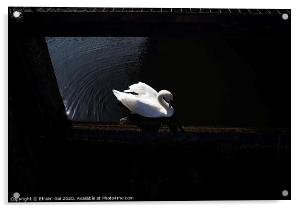 Lonely swan Acrylic by Efraim Gal
