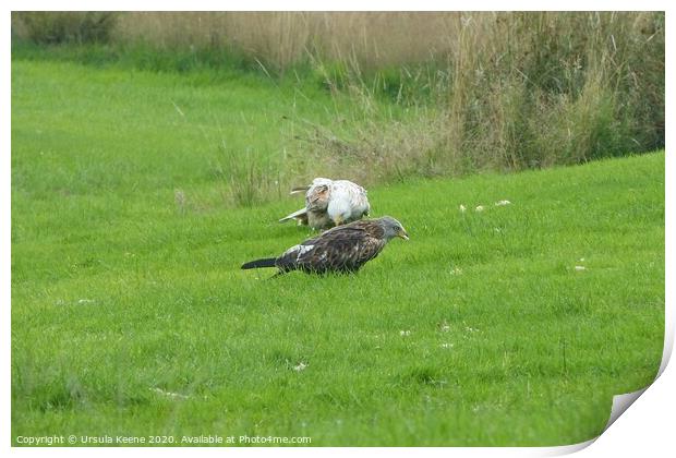 Red & A White Kite at Gilgrin Farm Print by Ursula Keene