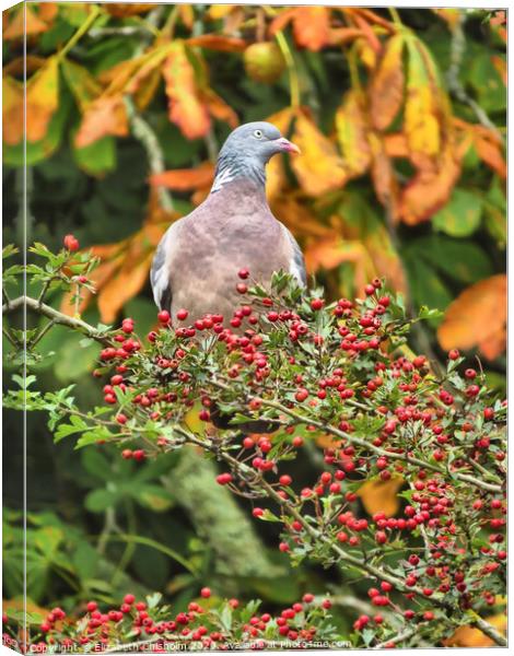Autumn with Pigeon Canvas Print by Elizabeth Chisholm