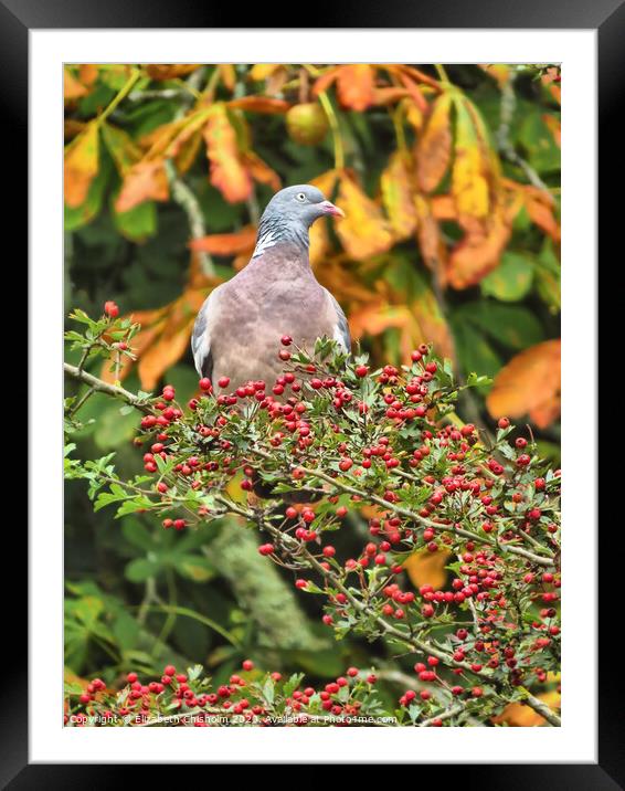 Autumn with Pigeon Framed Mounted Print by Elizabeth Chisholm
