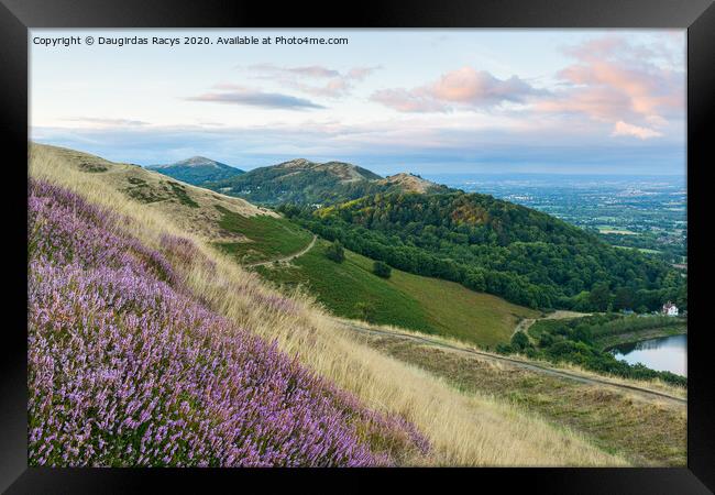 Heather bloom on Malvern Hills Framed Print by Daugirdas Racys