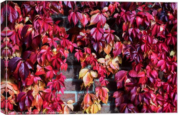 Red autumn leaves  Canvas Print by Efraim Gal