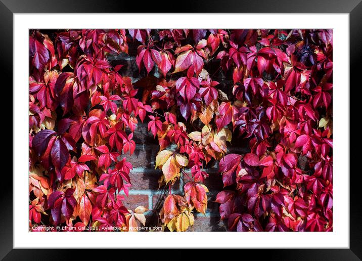 Red autumn leaves  Framed Mounted Print by Efraim Gal