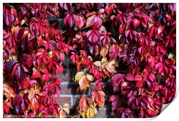 Red autumn leaves  Print by Efraim Gal