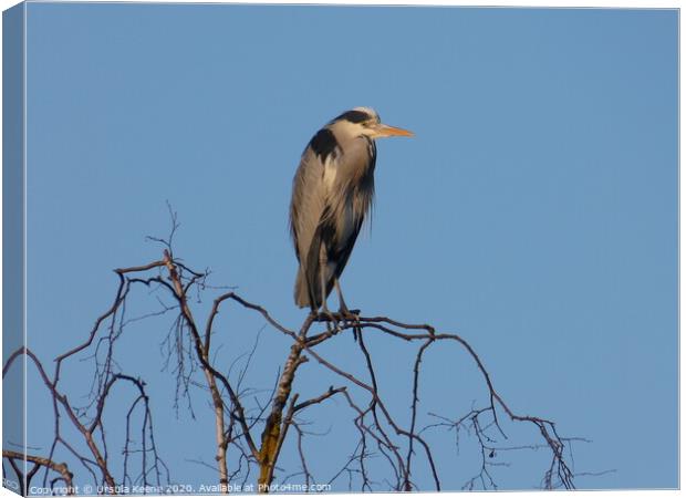 Heron perched in top of a silver birch tree  Canvas Print by Ursula Keene