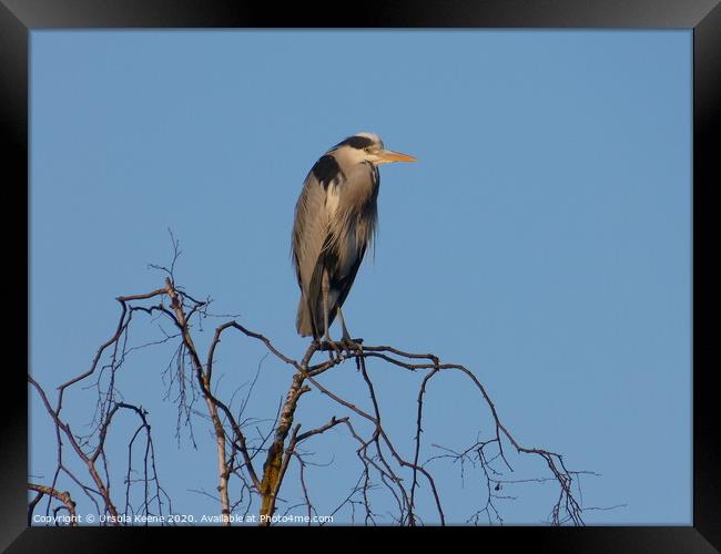 Heron perched in top of a silver birch tree  Framed Print by Ursula Keene