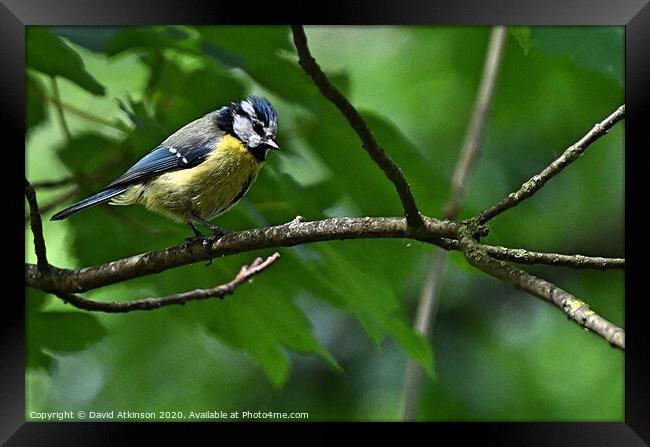 Blue Tit on a branch  Framed Print by David Atkinson