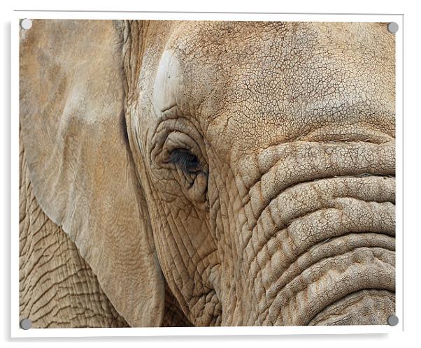 Elephant Acrylic by Karen Steel