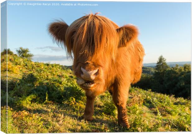 Highland Angus cow pulling a funny face Canvas Print by Daugirdas Racys