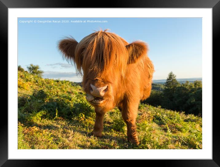 Highland Angus cow pulling a funny face Framed Mounted Print by Daugirdas Racys