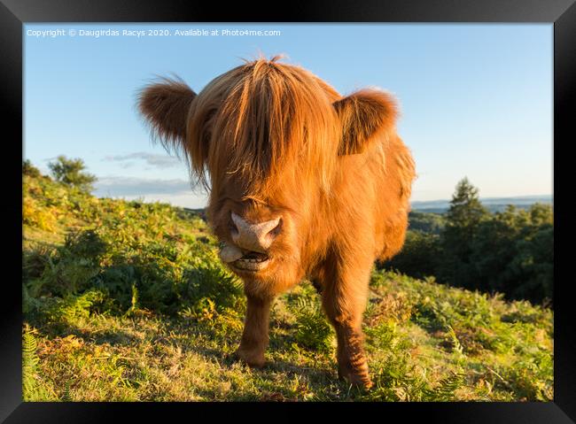 Highland Angus cow pulling a funny face Framed Print by Daugirdas Racys