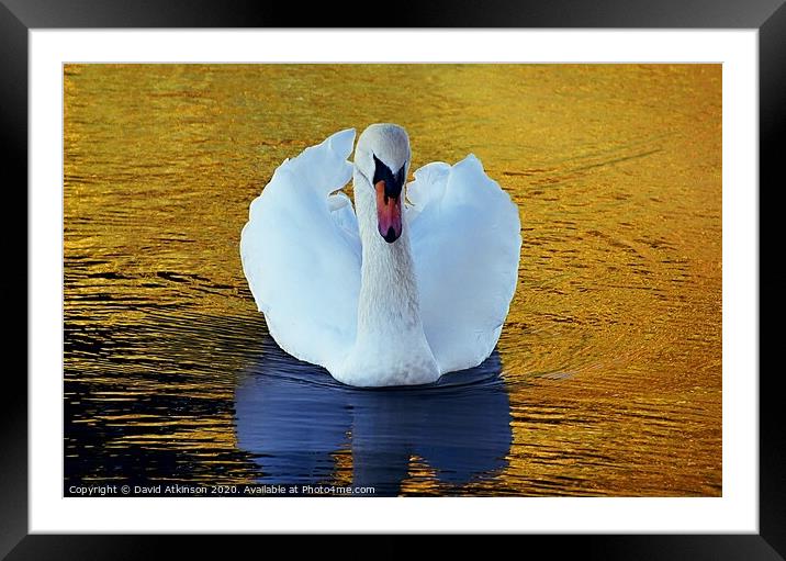 Swan golden pond Framed Mounted Print by David Atkinson
