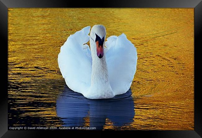 Swan golden pond Framed Print by David Atkinson