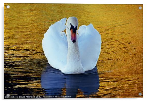 Swan golden pond Acrylic by David Atkinson