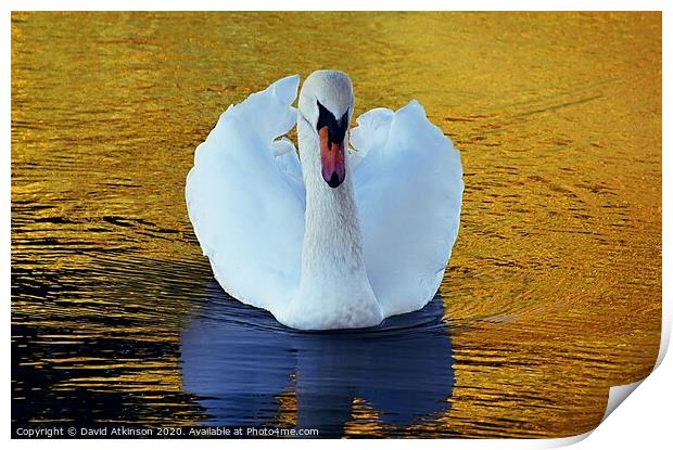 Swan golden pond Print by David Atkinson