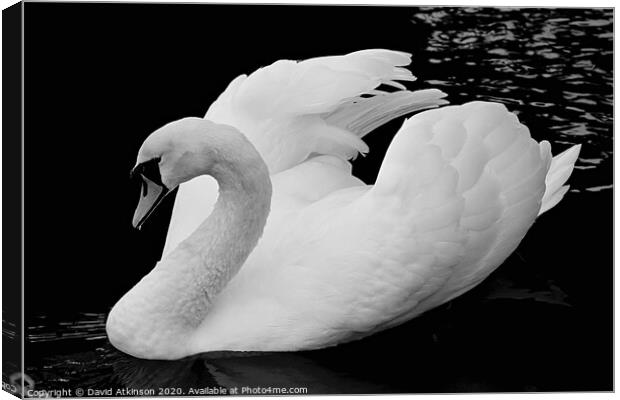 Swan  Canvas Print by David Atkinson