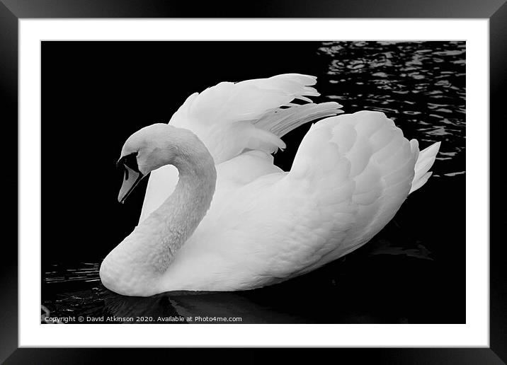 Swan  Framed Mounted Print by David Atkinson