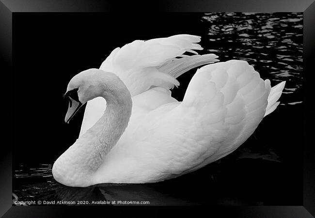 Swan  Framed Print by David Atkinson