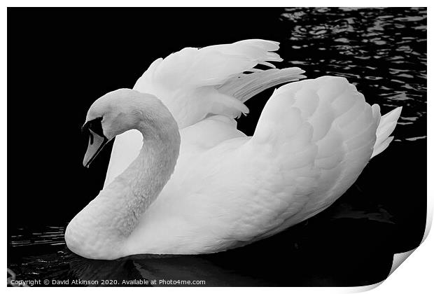 Swan  Print by David Atkinson