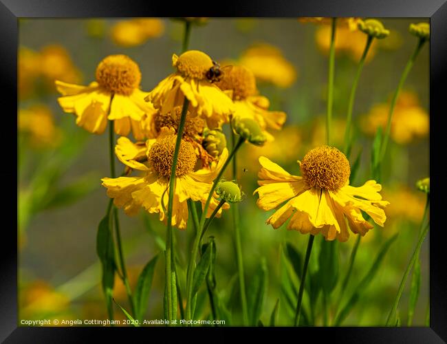 Helenium Flowers Framed Print by Angela Cottingham