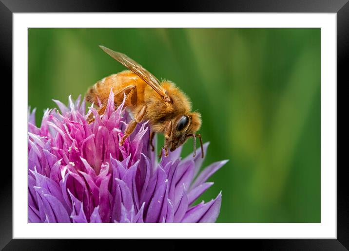 Italian Cordovan Bee Framed Mounted Print by Arterra 