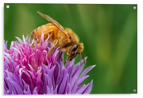Italian Cordovan Bee Acrylic by Arterra 