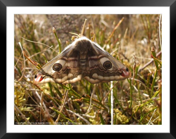 Emperor Moth  on the heather  Framed Mounted Print by Ursula Keene