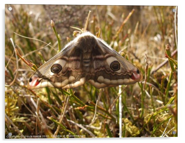 Emperor Moth  on the heather  Acrylic by Ursula Keene