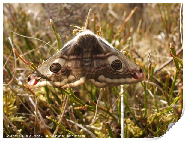 Emperor Moth  on the heather  Print by Ursula Keene