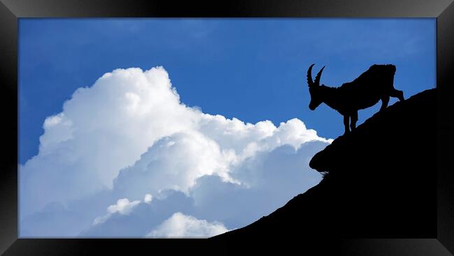 Silhouette of Alpine Ibex Framed Print by Arterra 