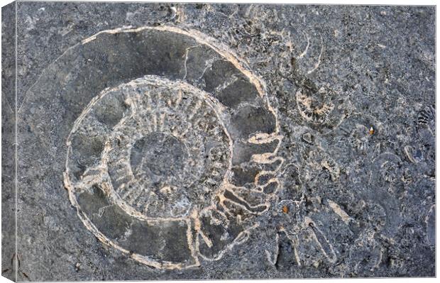 Ammonite fossils at Lyme Regis, Dorset Canvas Print by Arterra 