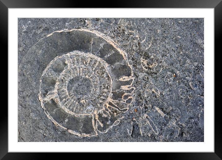 Ammonite fossils at Lyme Regis, Dorset Framed Mounted Print by Arterra 