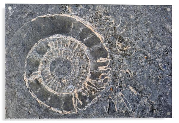 Ammonite fossils at Lyme Regis, Dorset Acrylic by Arterra 