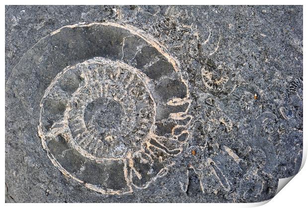 Ammonite fossils at Lyme Regis, Dorset Print by Arterra 