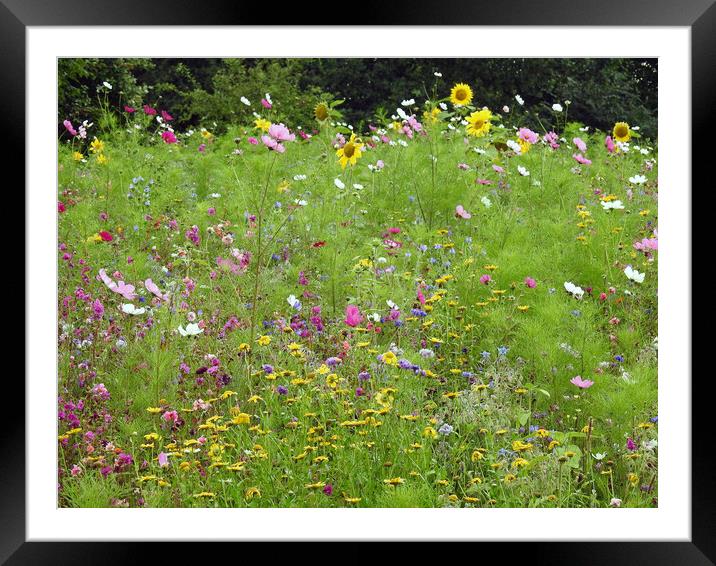 Wild Flower Meadow Framed Mounted Print by Pauline Raine