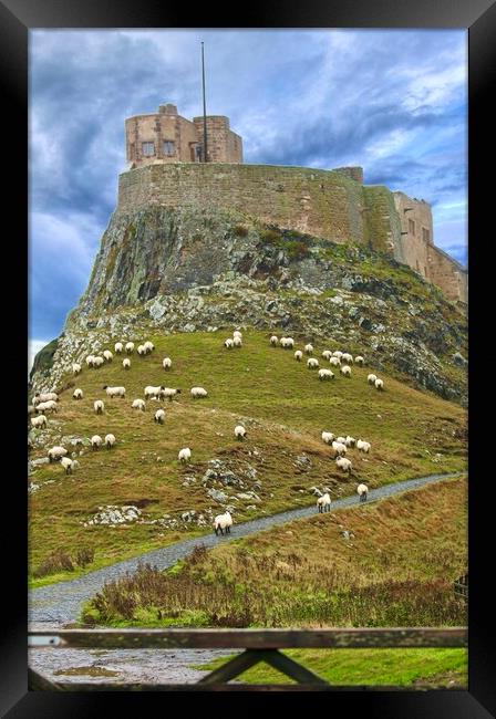 Lindisfarne Castle Holy Island Northumberland Framed Print by David Thompson