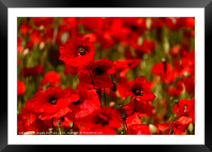 Field of poppies Framed Mounted Print by Angela Redrupp