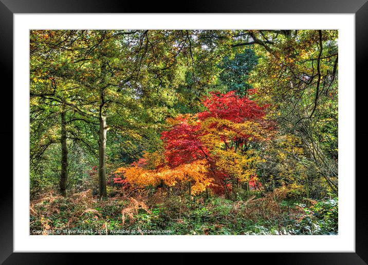 Woodland Autumn colours Framed Mounted Print by Steve Adams