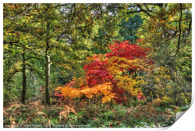 Woodland Autumn colours Print by Steve Adams