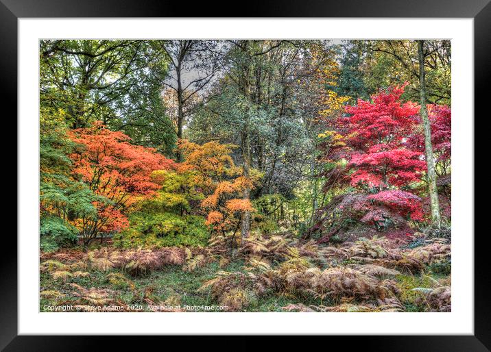 Woodland Autumn colours Framed Mounted Print by Steve Adams