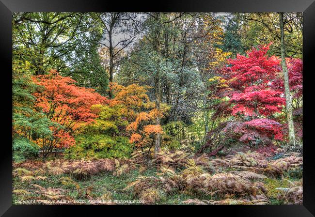 Woodland Autumn colours Framed Print by Steve Adams