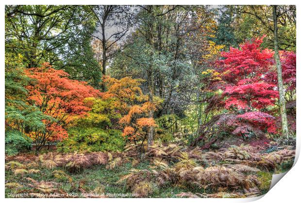 Woodland Autumn colours Print by Steve Adams