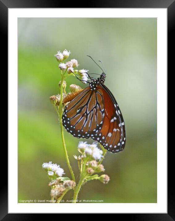 Monarch Butterfly nectaring Framed Mounted Print by David Mather