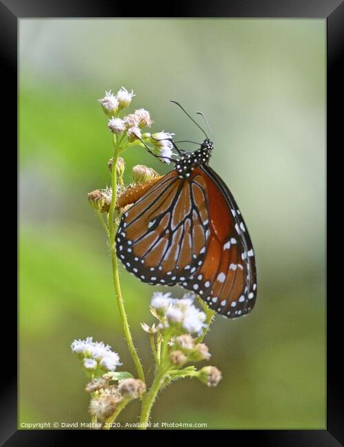 Monarch Butterfly nectaring Framed Print by David Mather